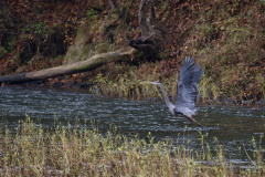 Blue Heron, Durham, NC